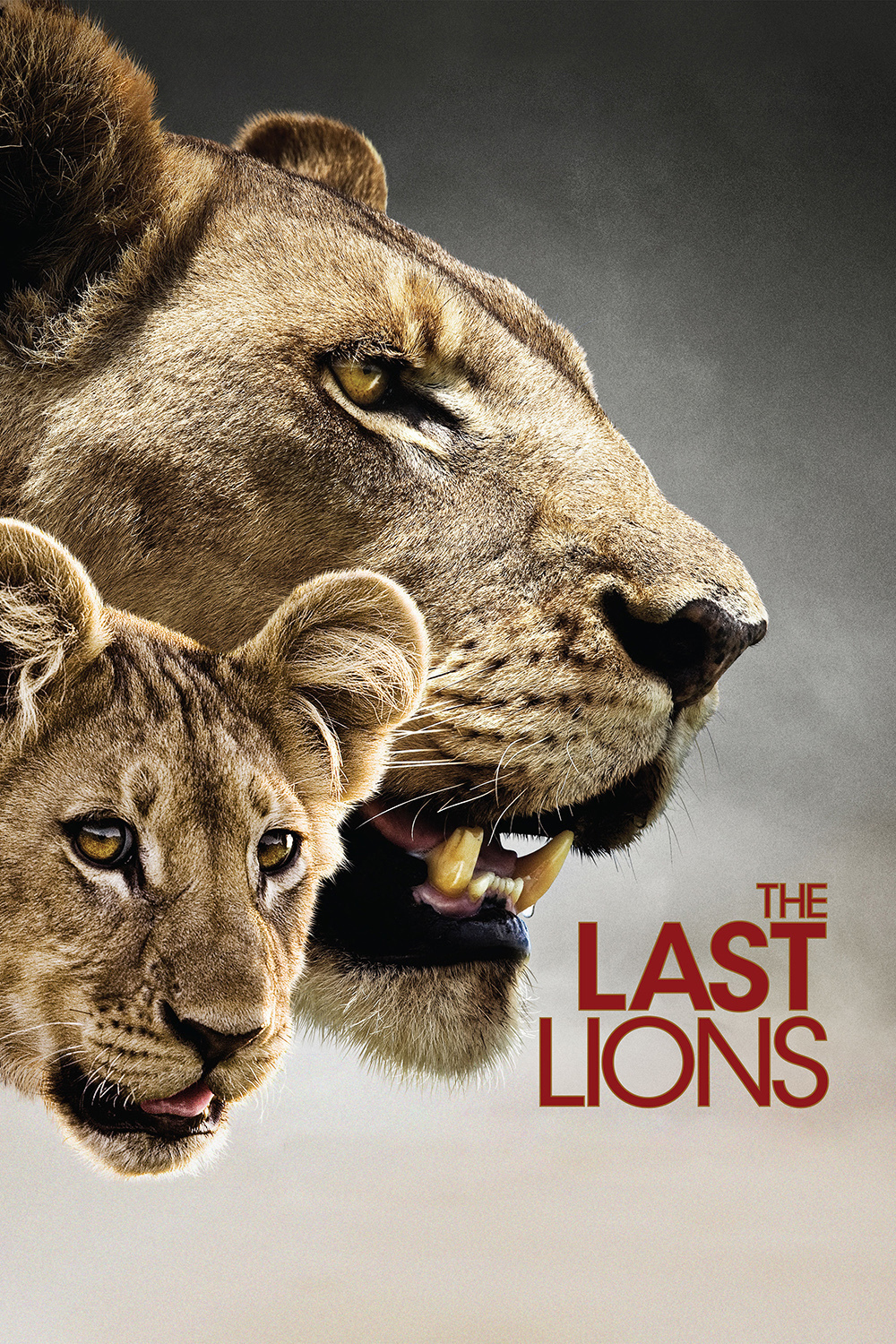 دانلود دوبله فارسی مستند آخرین شیرها The Last Lions 2011